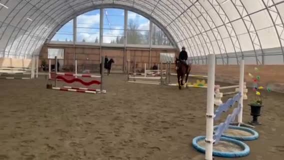 Hoppning hästar till salu: 7-årig hopphäst - Video 1