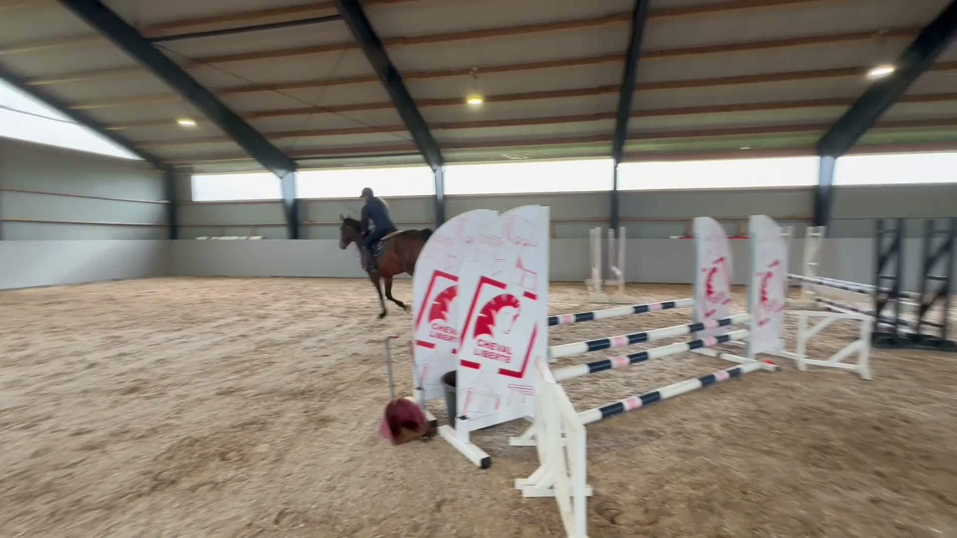 Hoppning hästar till salu: Välstammade SWB valacker - Video 1