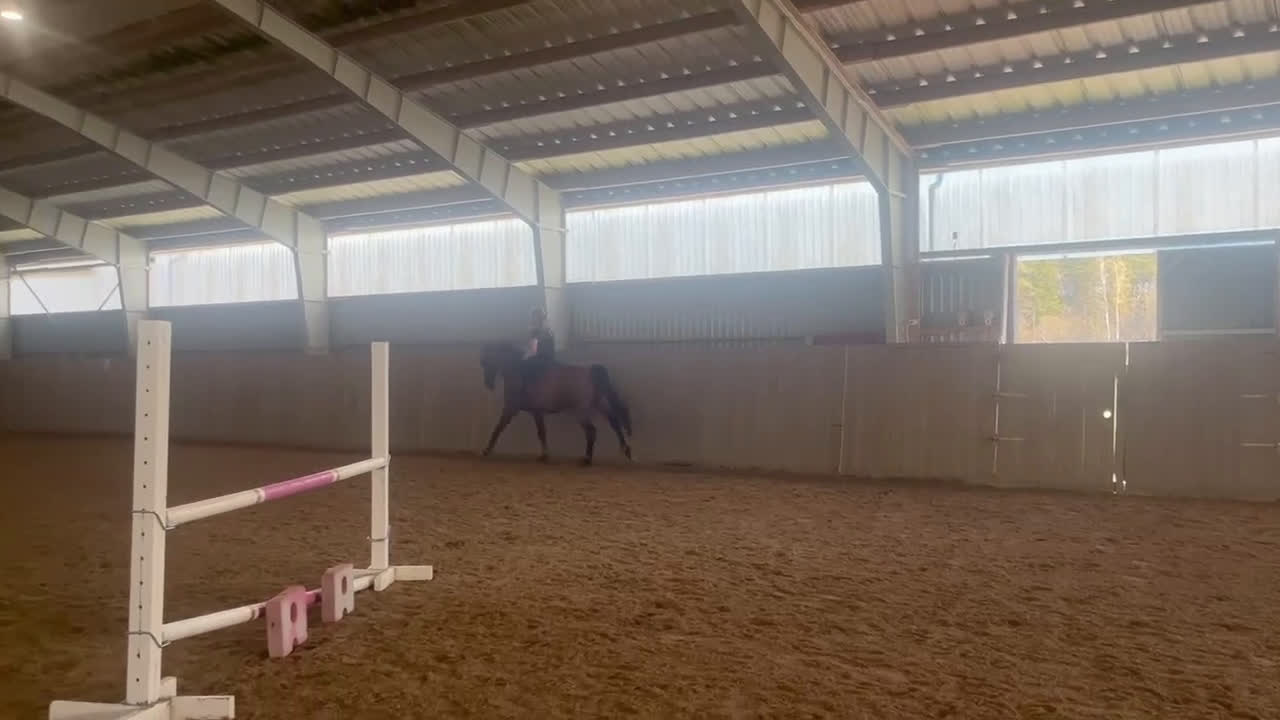 Allround hästar till salu: Läromästare i valfri gren⭐️ - Video 2