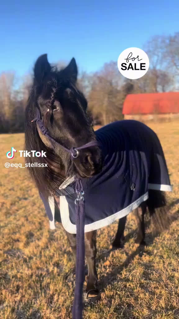 Allround hästar till salu: wonderful magic fellponny säljes - Video 1