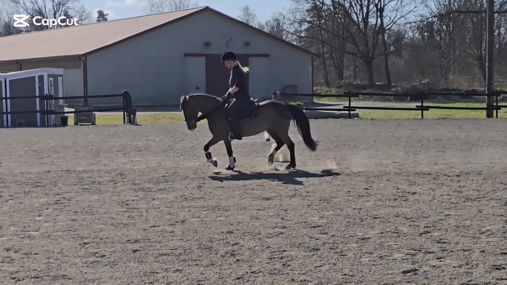 Dressyr hästar till salu: Snygg allround/dressyrponny - Video 1