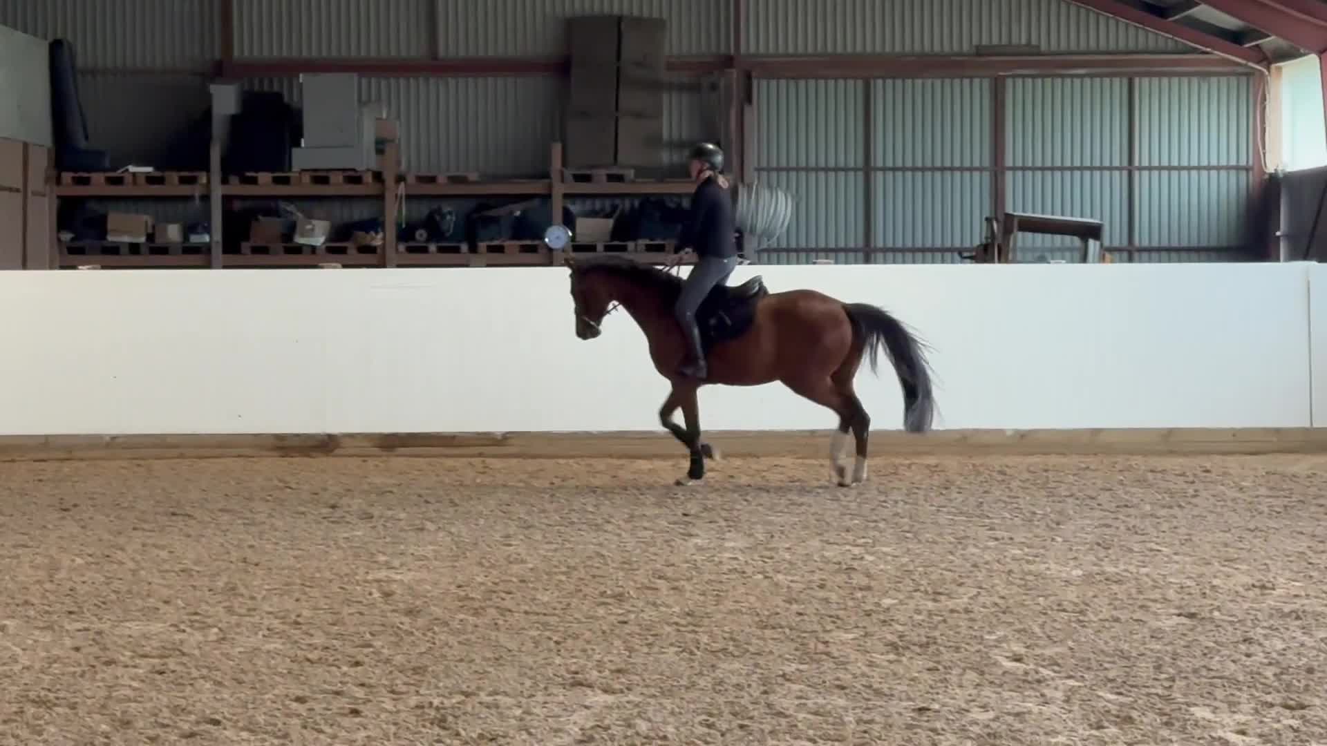 Hoppning hästar till salu: Sockersöt valack  - Video 2
