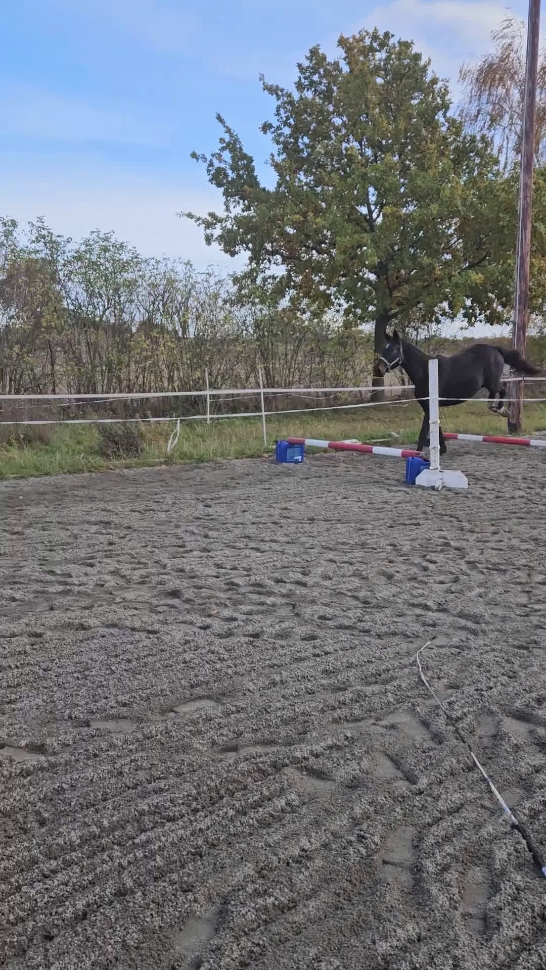 Dressyr hästar till salu: Blivande dressyr sto i Söderåkra - Video 3