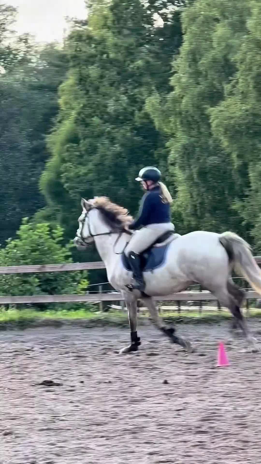 Allround hästar till salu: Lyxig allround/hobbyhäst i Korsberga - Video 1