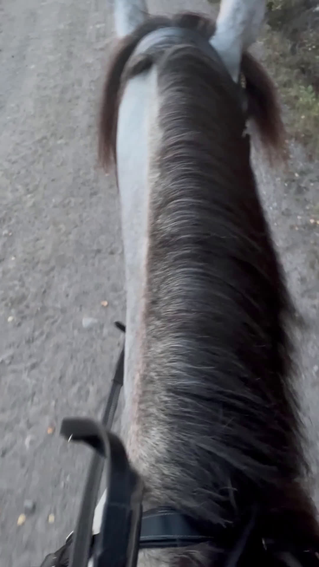 Dressyr hästar till salu: Charmig PRE-valack med stor utvecklingspotential - Video 2