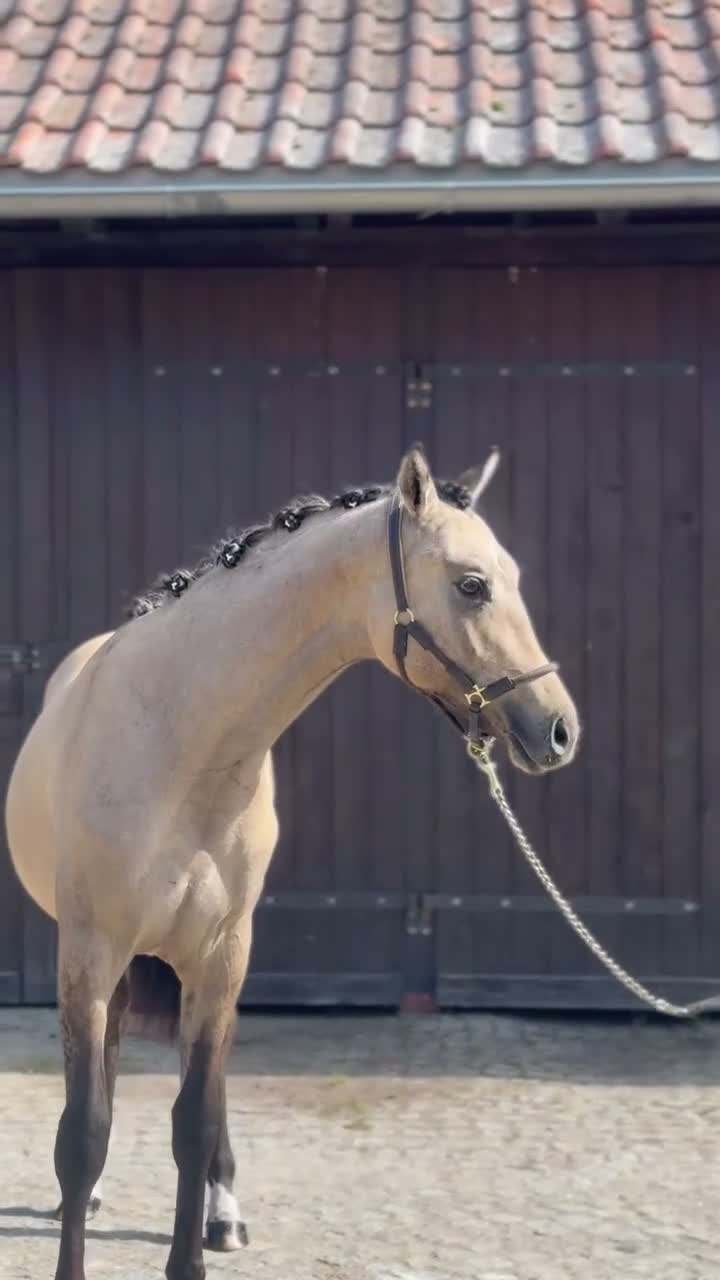 Dressyr hästar till salu: Beautifull sport pony! - Video 1