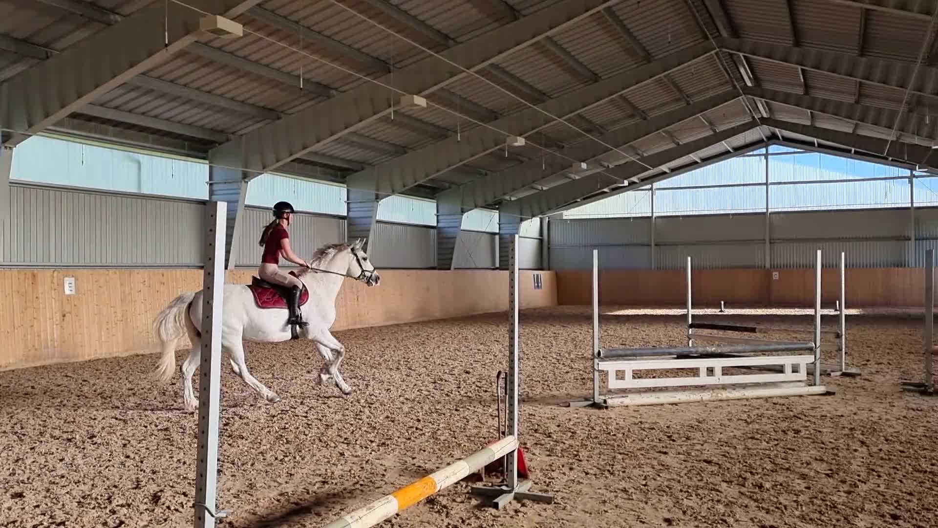 Allround hästar till salu: Donatello 🌸 - Video 4