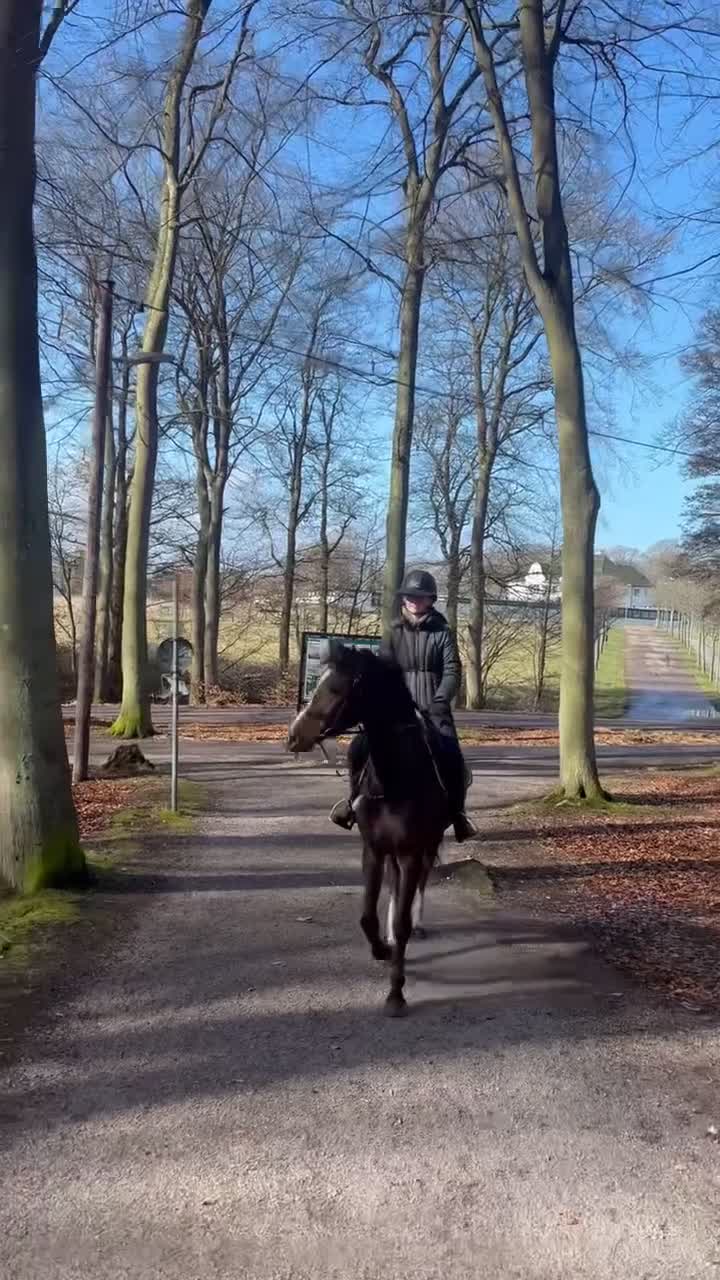 Hoppning hästar till salu: Fynda en sagohäst - Video 1