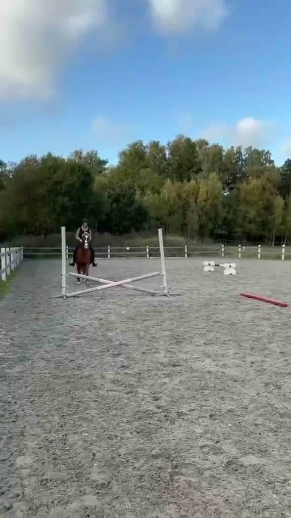 Dressyr hästar till salu: Välutbildad dressyrponny som gärna hoppar - Video 2