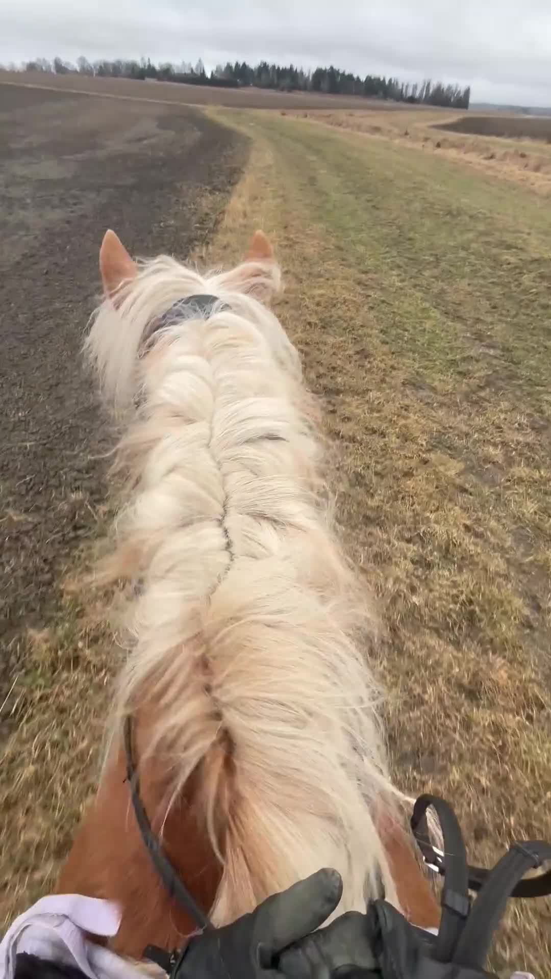 Allround hästar till salu: En på miljonen! Tjej att forma själv  - Video 2