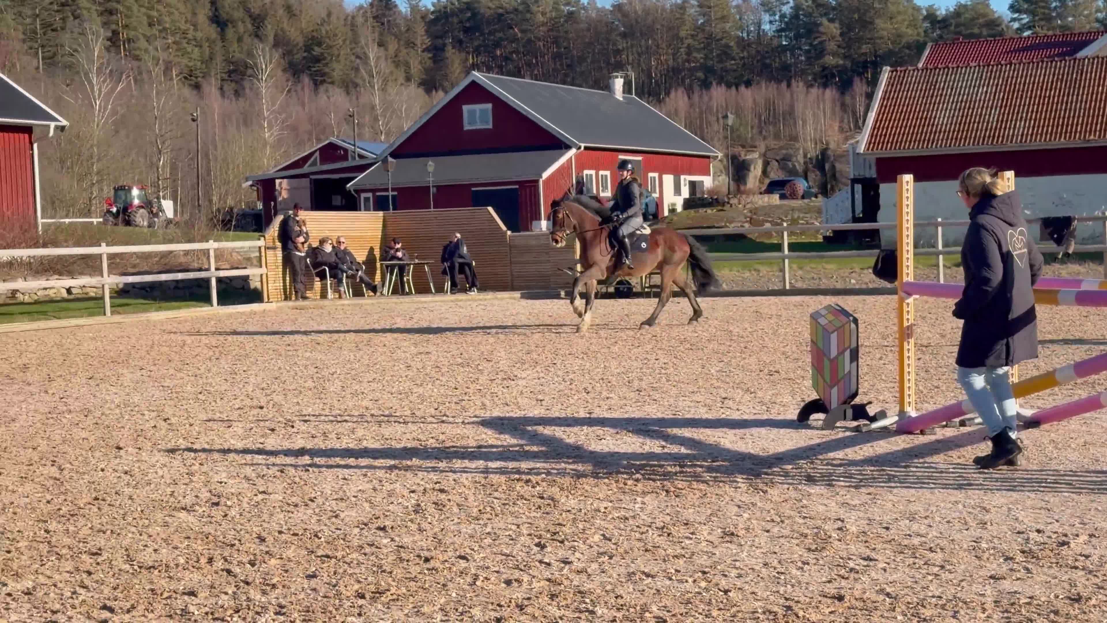 Hoppning hästar till salu: Talangfull kille för alla discipliner  - Video 4