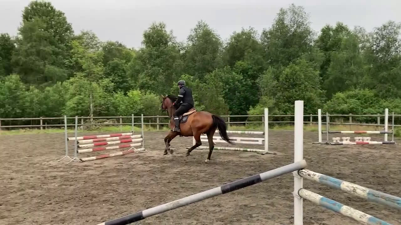 Hoppning hästar till salu: Toppstammade föl i Ljungby - Video 2