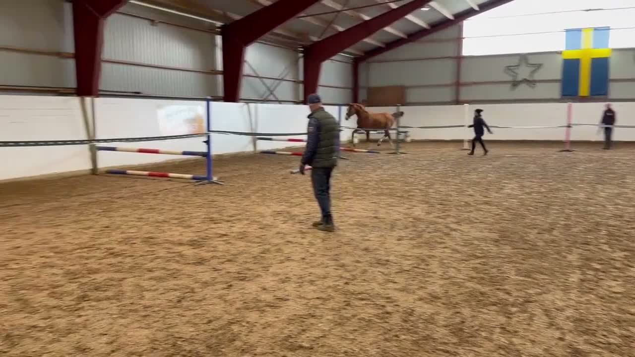 Hoppning hästar till salu: 2-årig valack e. Emerald  - Video 1