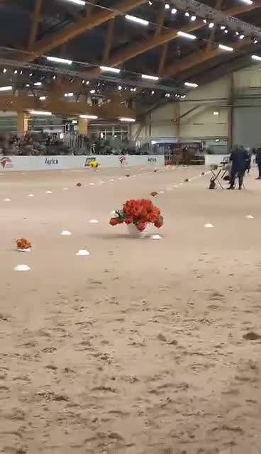 Island hästar till salu: INTRESSEKOLL - Läromästare valack född 2012 - Video 2