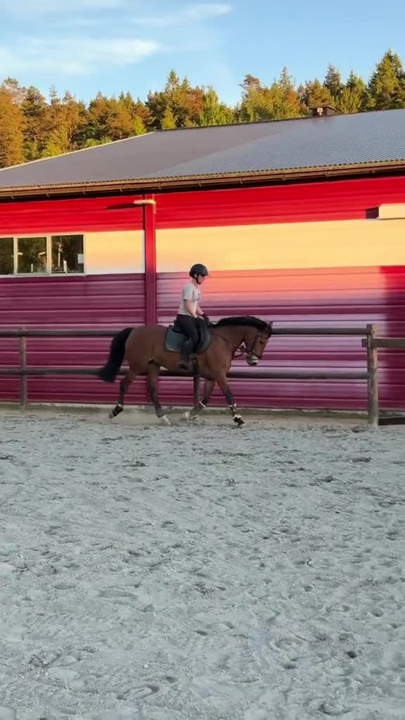 Hoppning hästar till salu: Snäll Allround ponny - Video 3