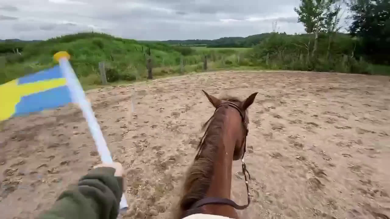 Allround hästar till salu: Genom go kille tillsalu till rätt hem 🏡  i Lilla Edet - Video 1