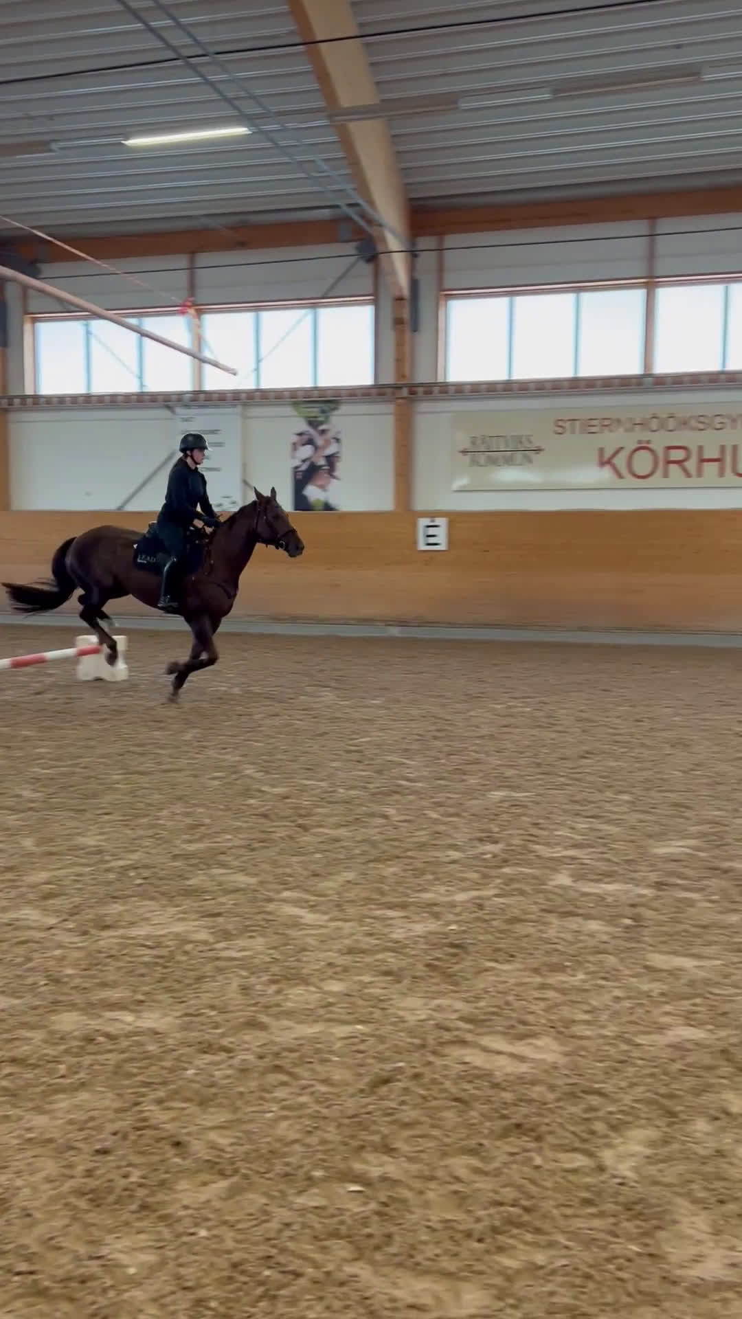 Hoppning hästar till salu: Vackert SWB sto i Sveg - Video 2