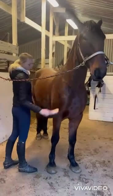 Allround hästar till salu: Trygg bästavän i Borås - Video 1