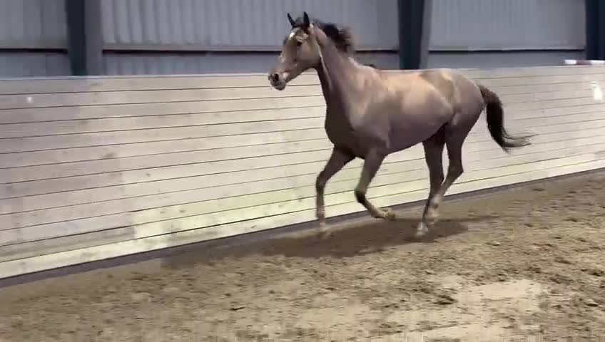 Allround hästar till salu: Miss Money penny! Looking for your new best friend - Video 4