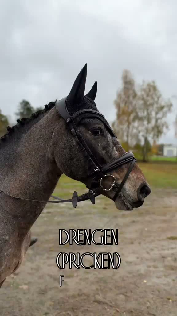 Allround hästar till salu: Charmig 5-årig D-ponny med stor potential. 🤎 - Video 1