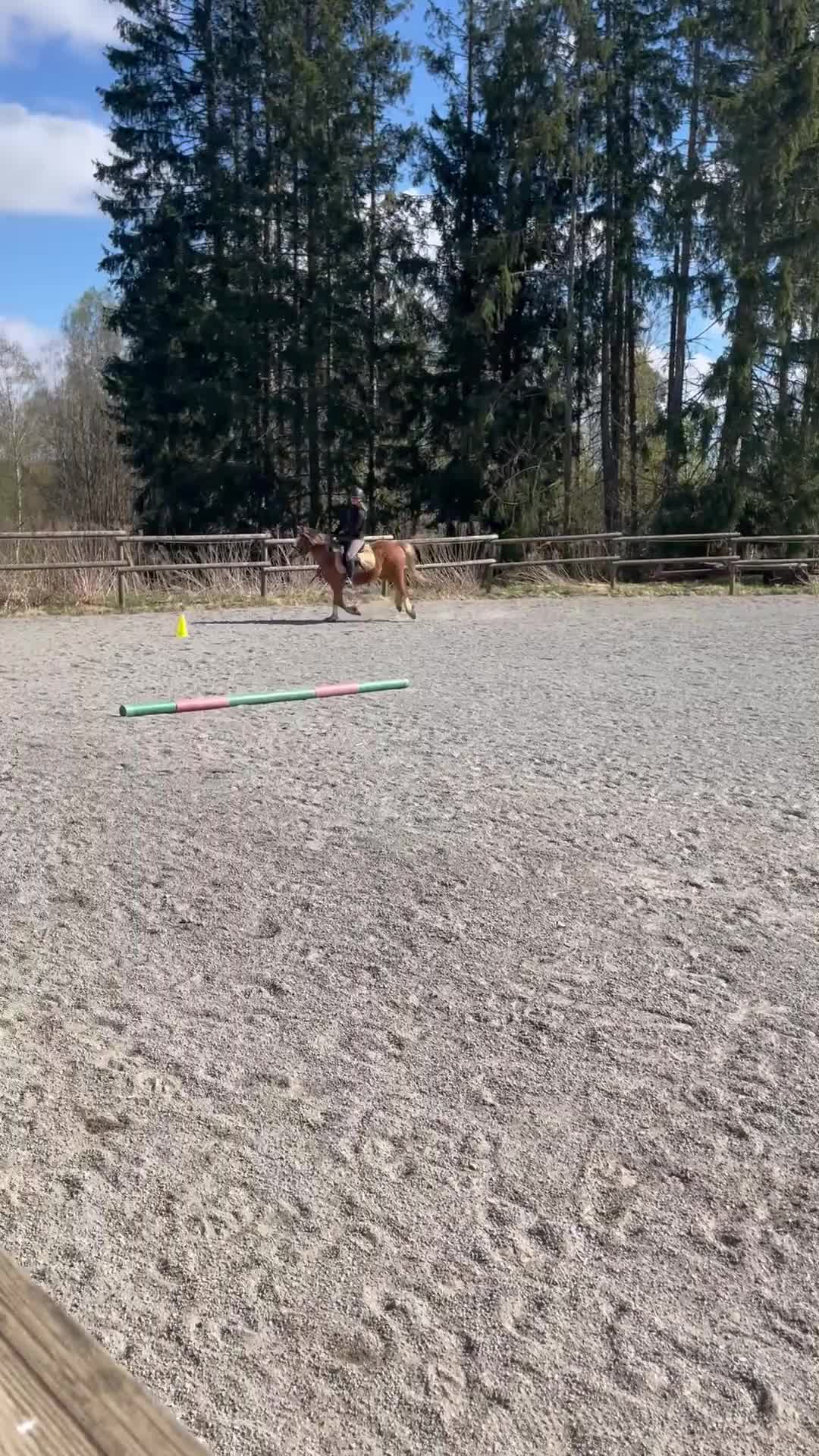 Hoppning hästar till salu: Lovande Welsh Cob-typ – unghäst med stor potential - Video 1