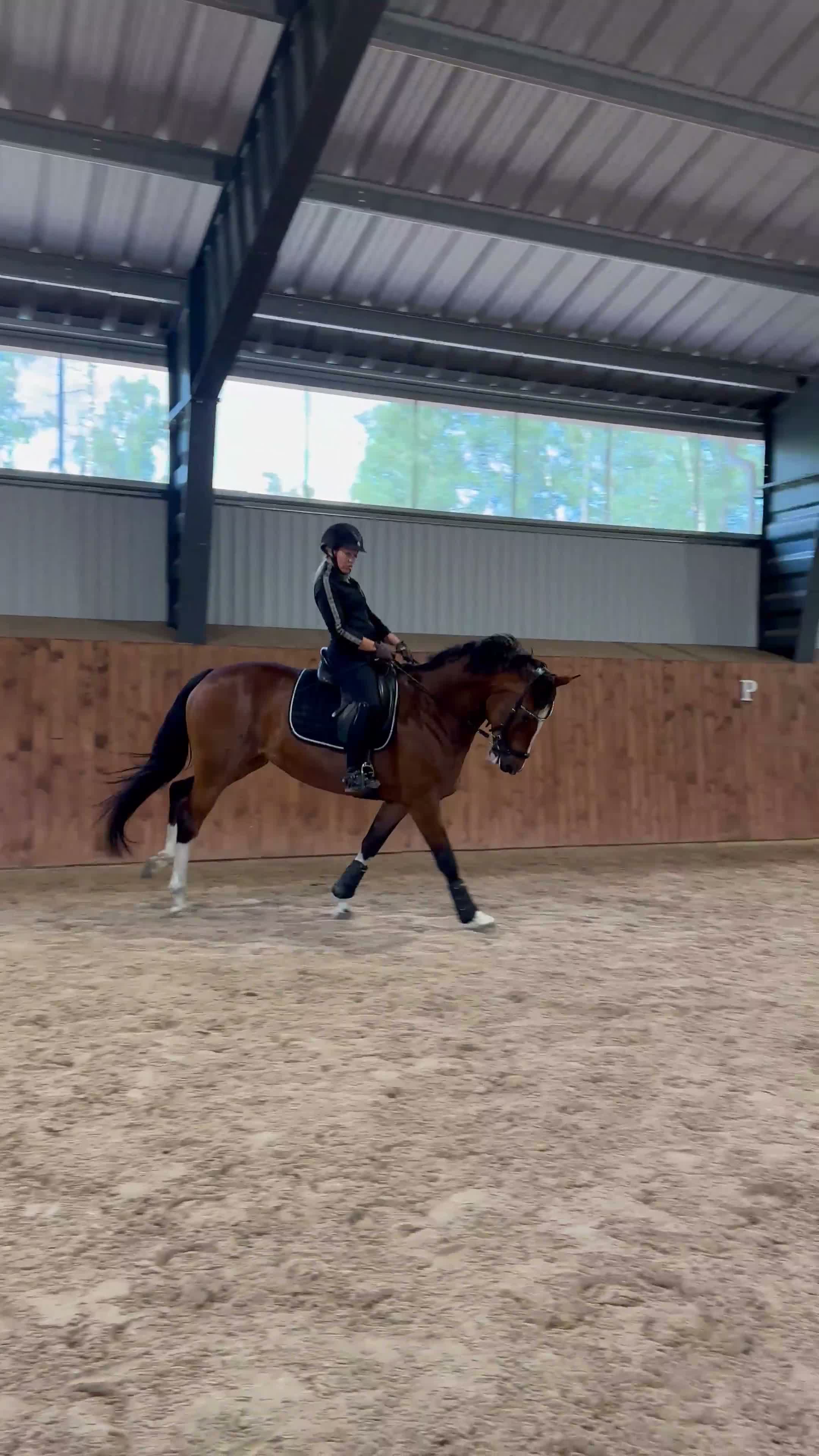 Allround hästar till salu: Ambitiös och positiv häst för hopp och dressyr  - Video 2