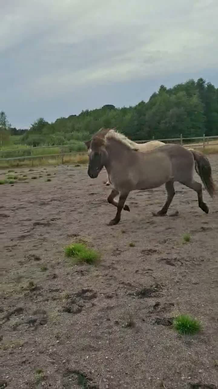 Island hästar till salu: Islandshästar säljes tillsammans  - Video 1