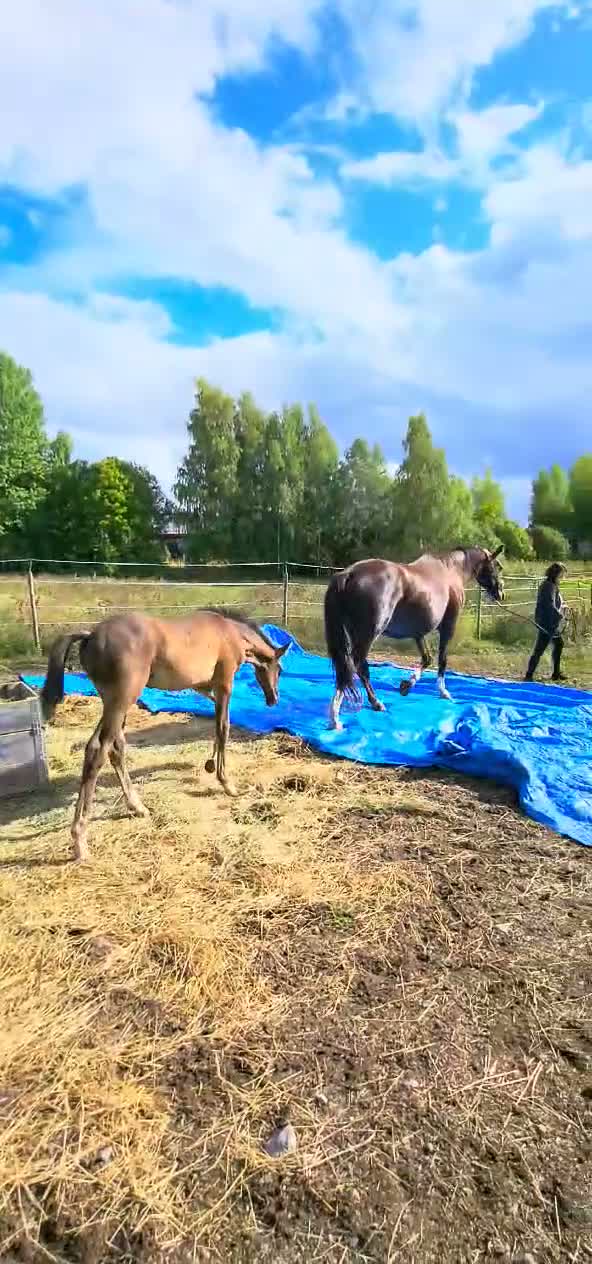 Dressyr hästar till salu: Hingst e:Americano GJ- Zuidenwind- Rousseau  - Video 2