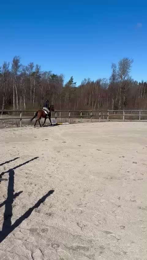 Hoppning hästar till salu: Fyraårssto e: Crusader Ice ue: Careful  - Video 2