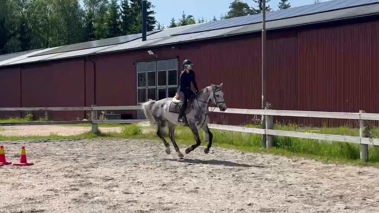 Allround hästar till salu: Val f-20 e. Copycat-Cardento Ca169cm. - Video 4