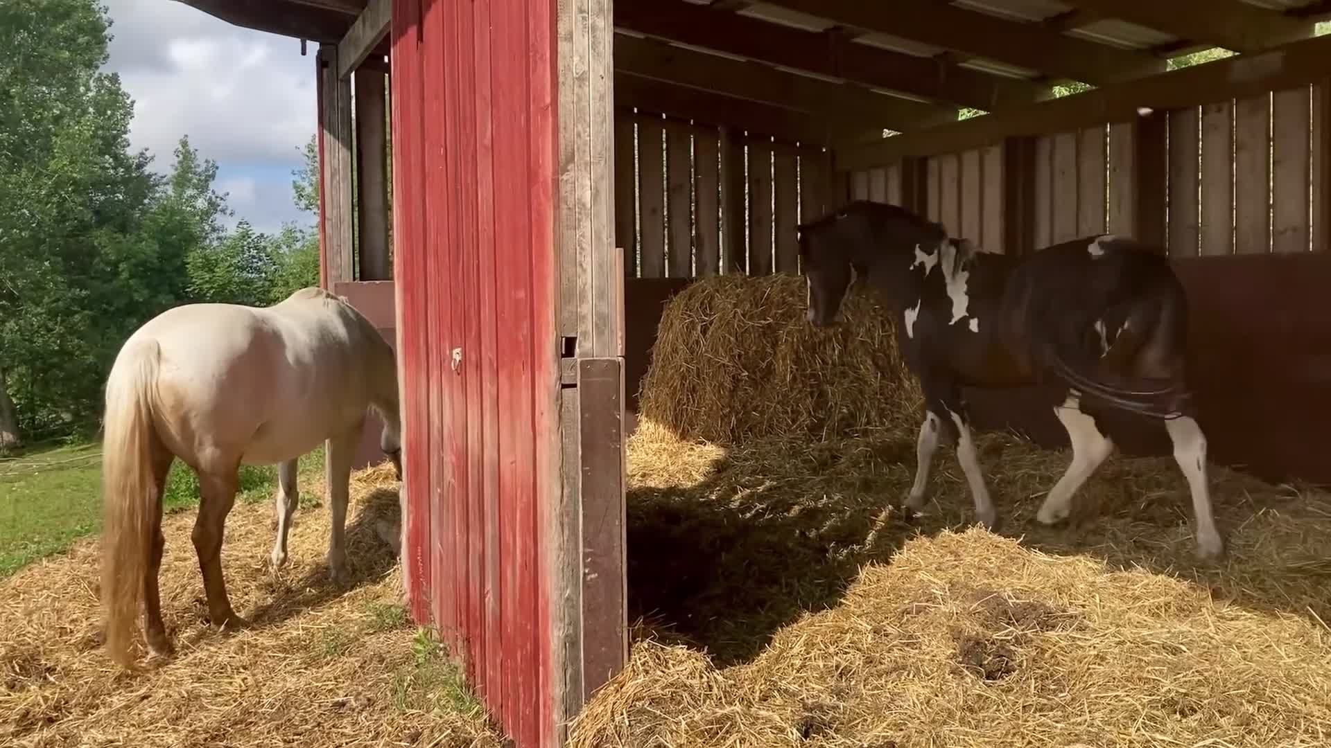 Allround hästar till salu: Intressekoll i Varberg - Video 2