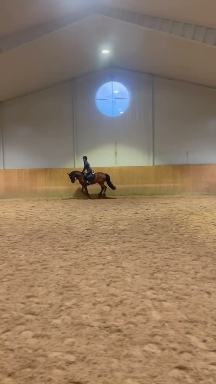 Hoppning hästar till salu: En speciell bästavän🤎 - Video 3
