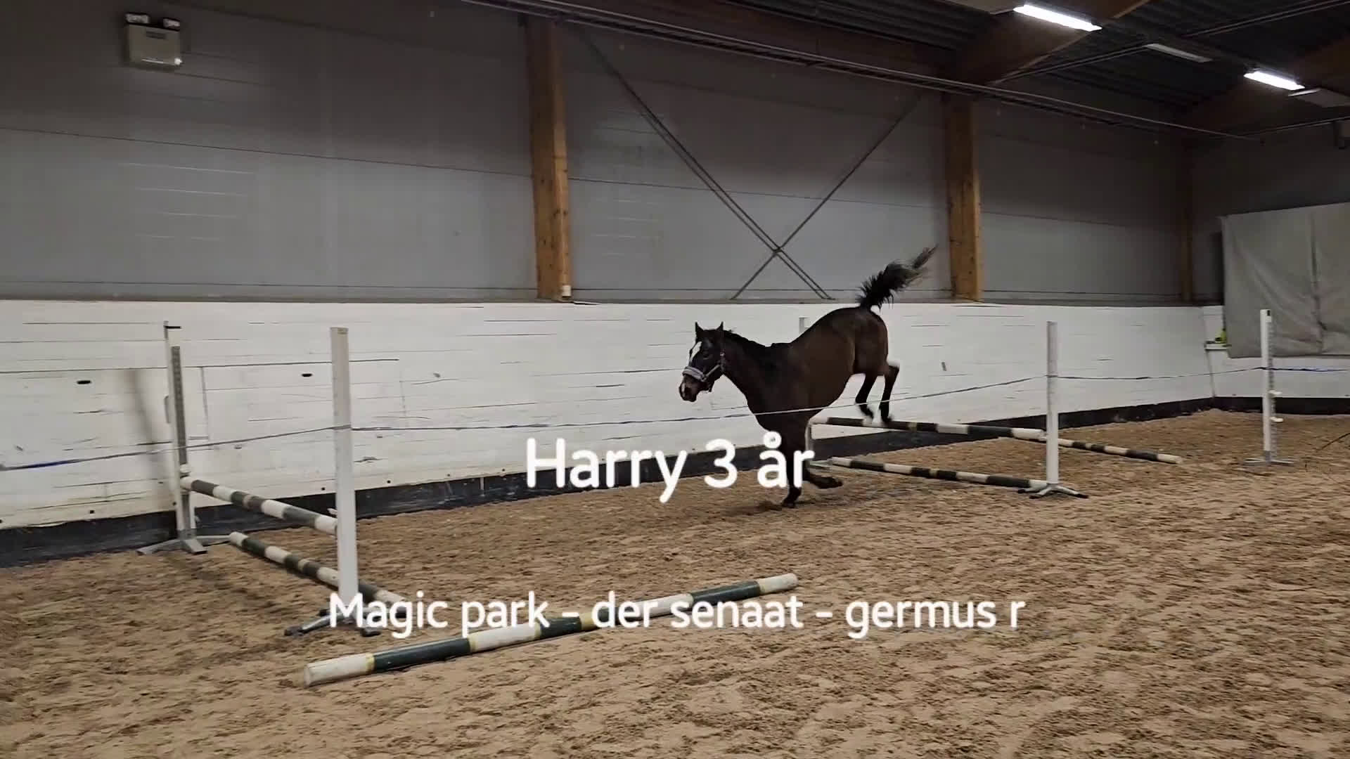 Hoppning hästar till salu: Talangfull hopphäst med lovande framtid i Vännäs - Video 4