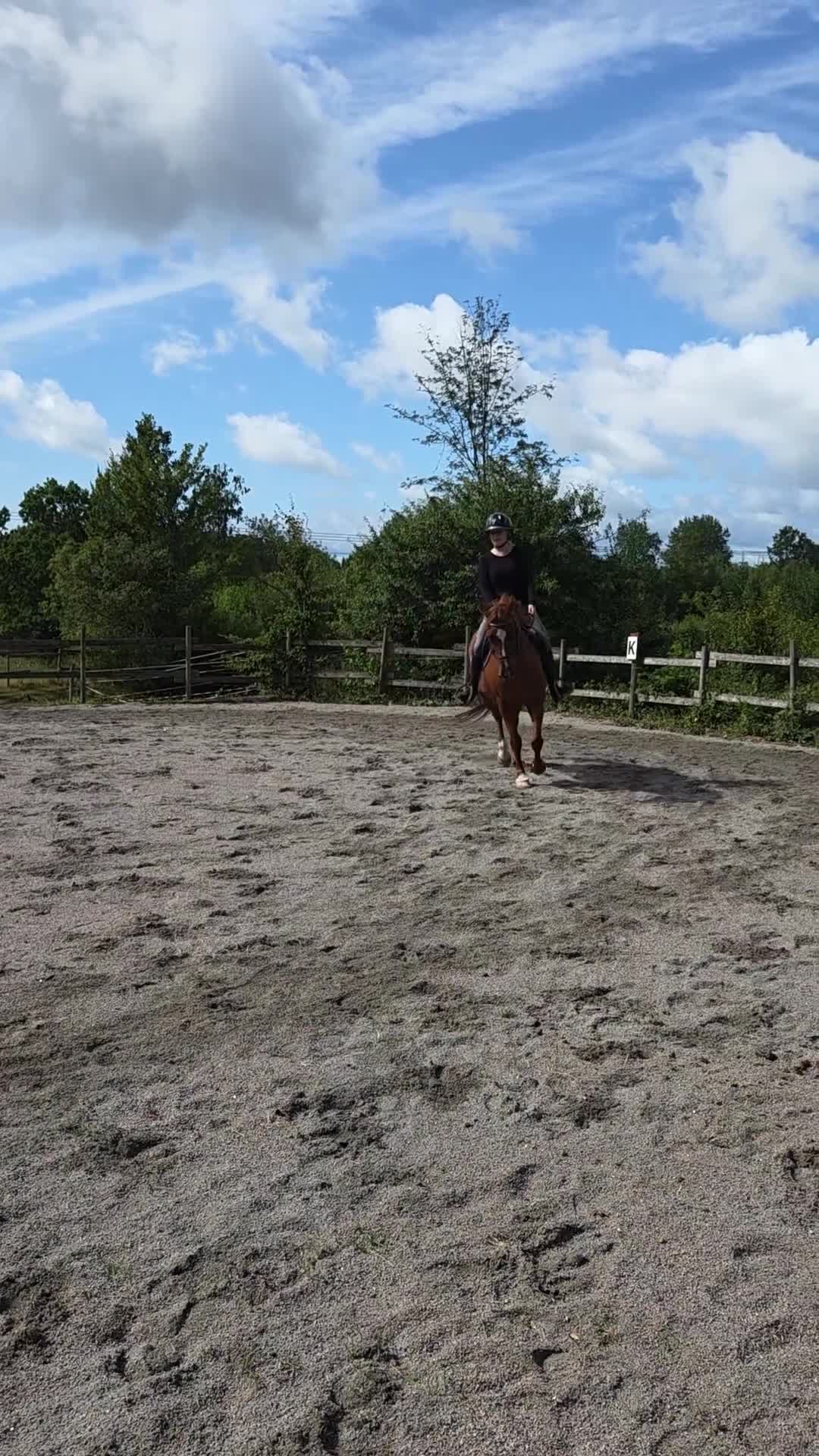 Allround hästar till salu: Snäll, äldre D-ponny valack - Video 1