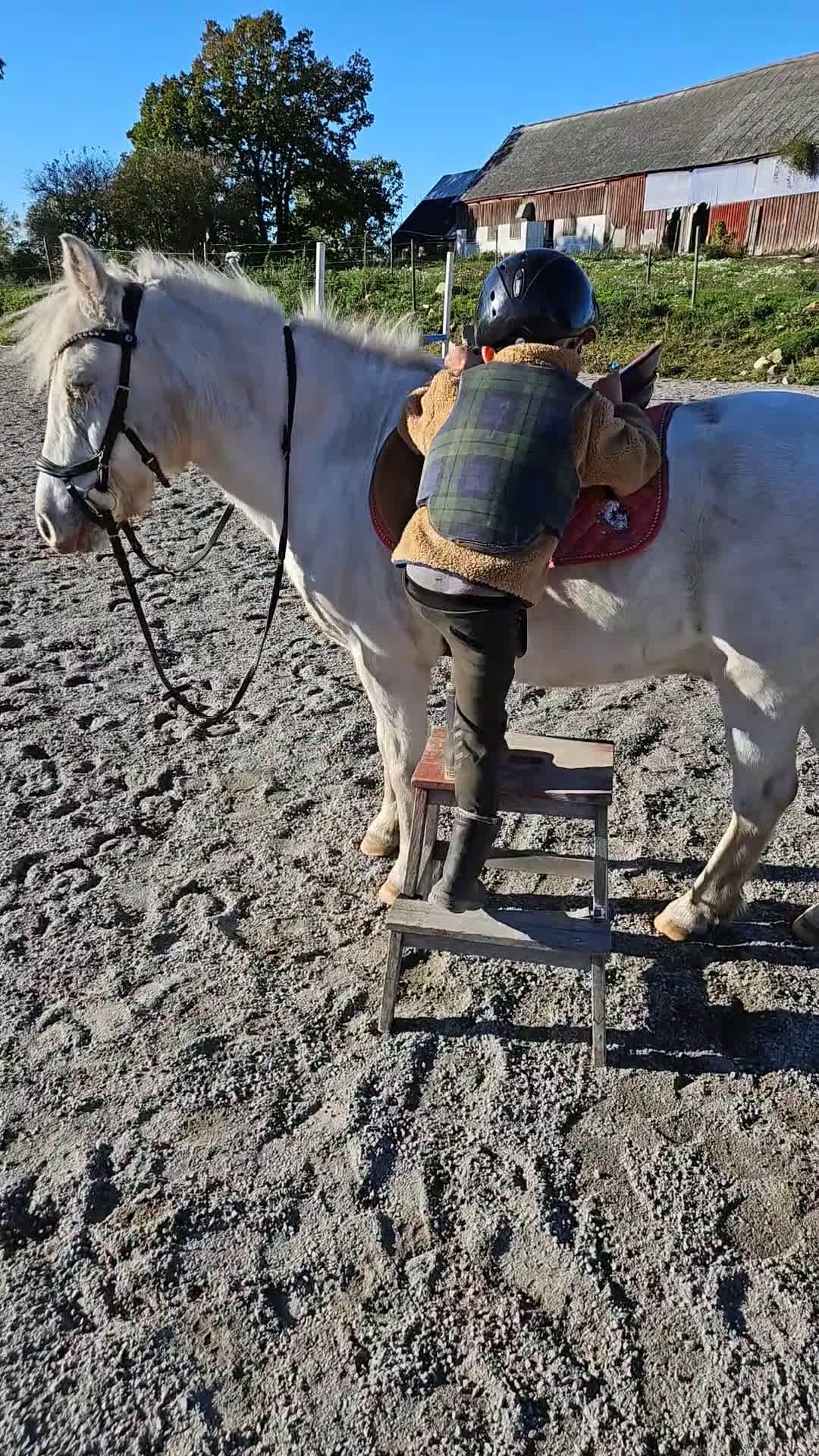 Hoppning hästar till salu: Läromästare/rosettplockare i Bergkvara - Video 4