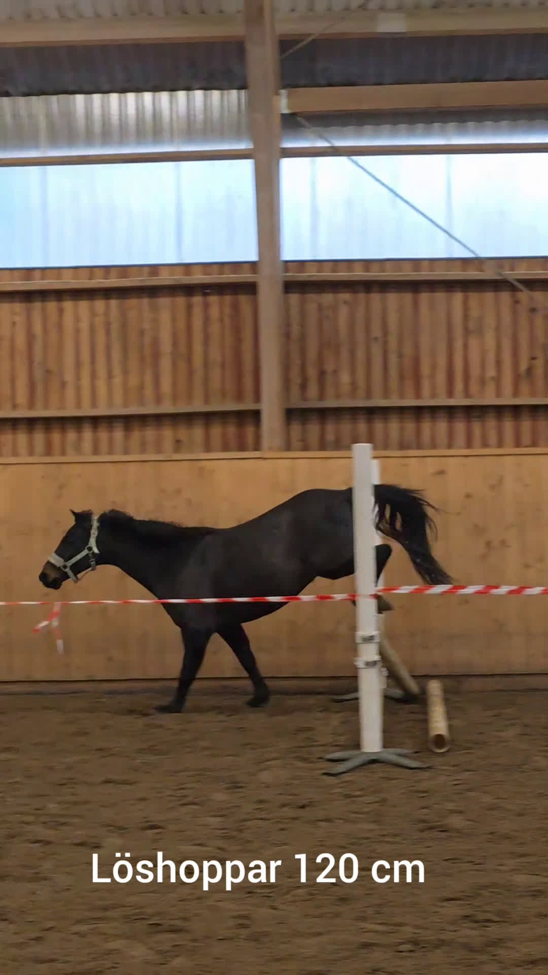 Allround hästar till salu: Toppen ponny  - Video 5