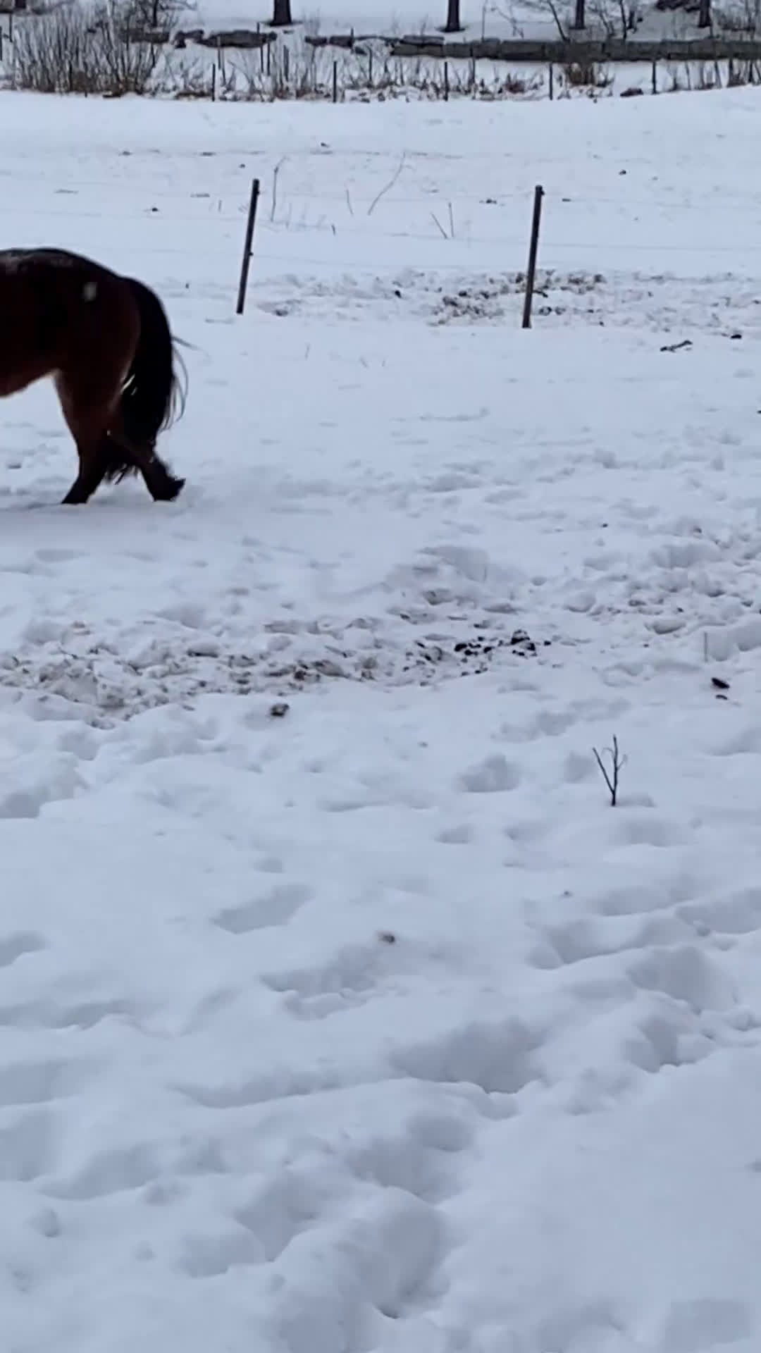 Island hästar till salu: Lovande treåring  i By Kyrkby - Video 1
