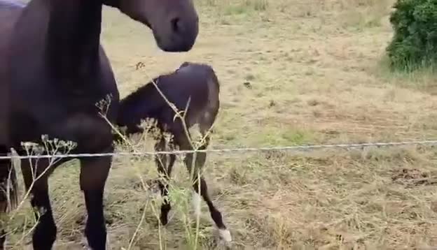 Hoppning hästar till salu: 1-åring med superstam - Video 1