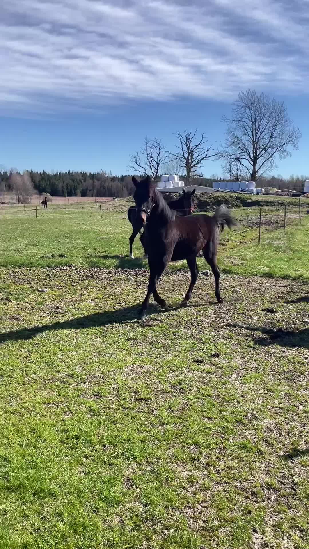 Trav hästar till salu: Välstammad åring - Video 1