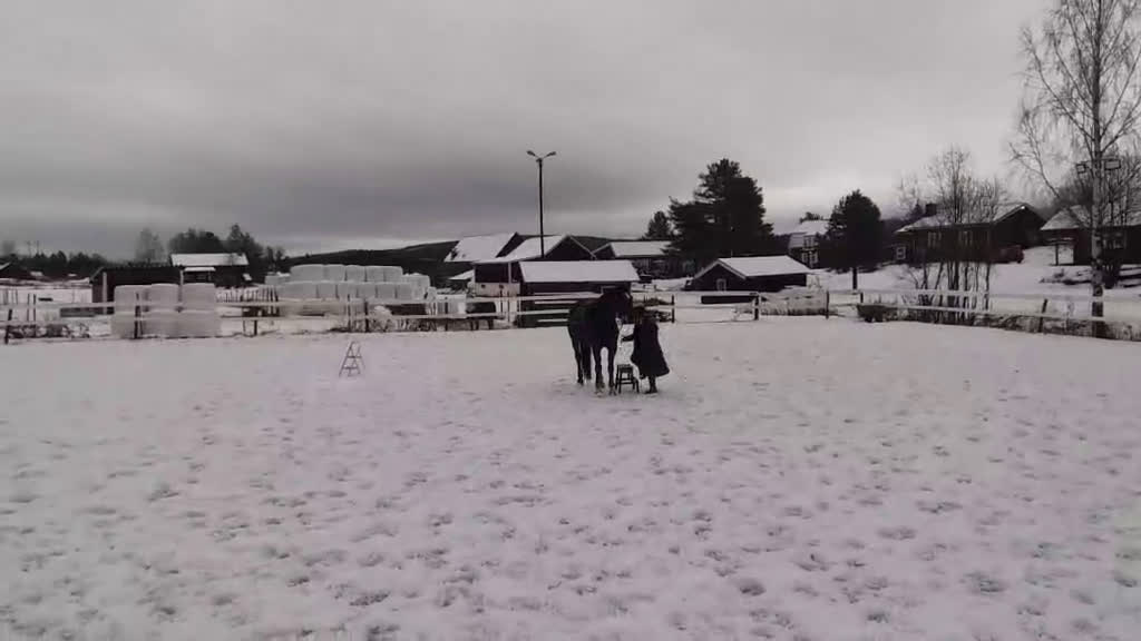 Allround hästar till salu: Trevlig allroundhäst/ridgymnasium? i Bjästa - Video 3