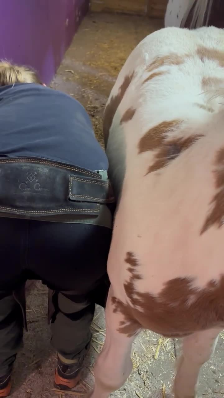 Allround hästar till salu: Hanterad mer än de flesta  - Video 2