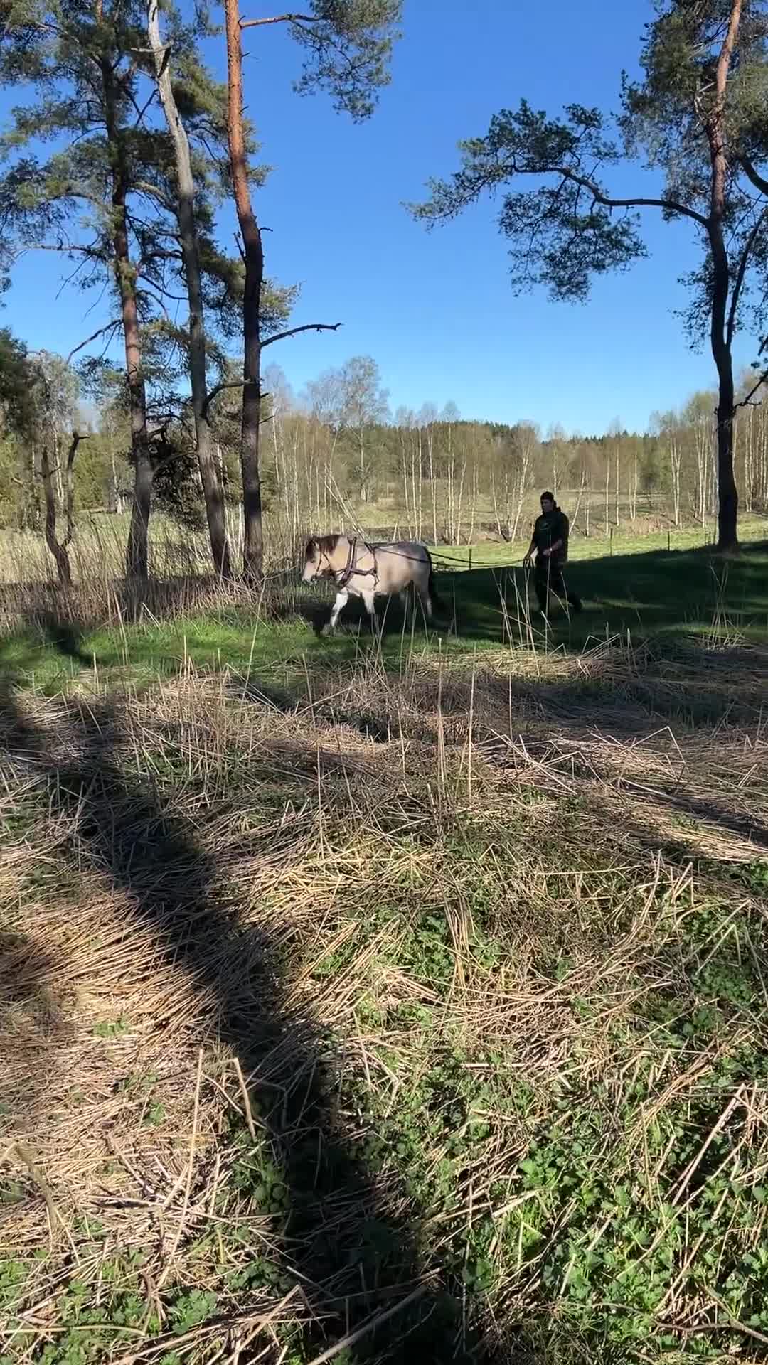 Avelshästar hästar till salu: Supersnällt avelssto i Månstad - Video 1