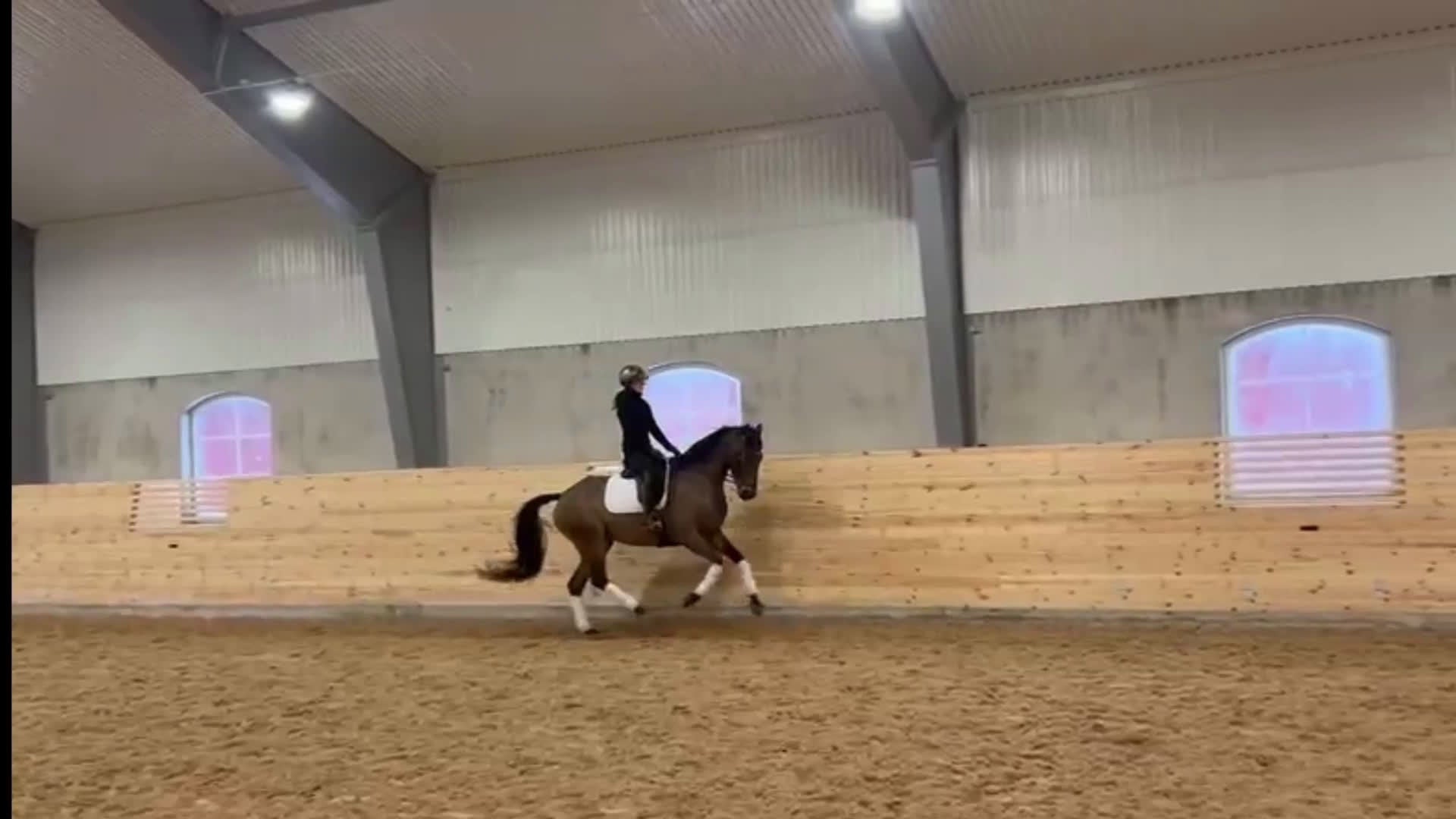 Dressyr hästar till salu: Härlig tjej! - Video 1