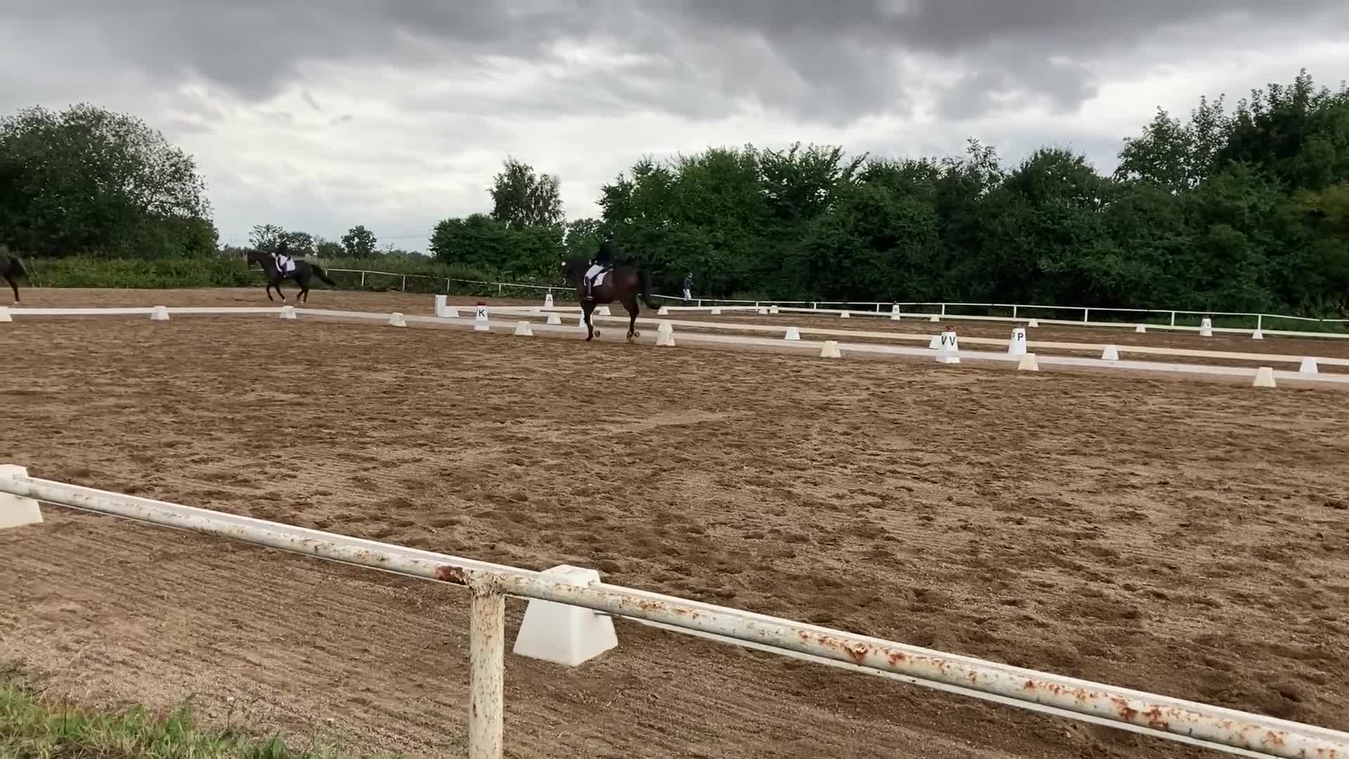 Dressyr hästar till salu: Stilig valack i Jonstorp - Video 2