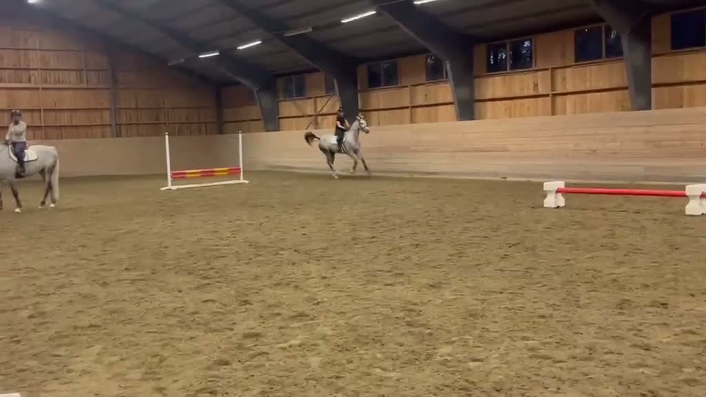 Hoppning hästar till salu: Stjärna för framtiden - Video 1