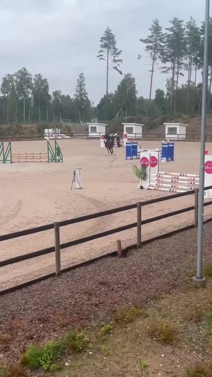 Hoppning hästar till salu: Trevlig val  - Video 1