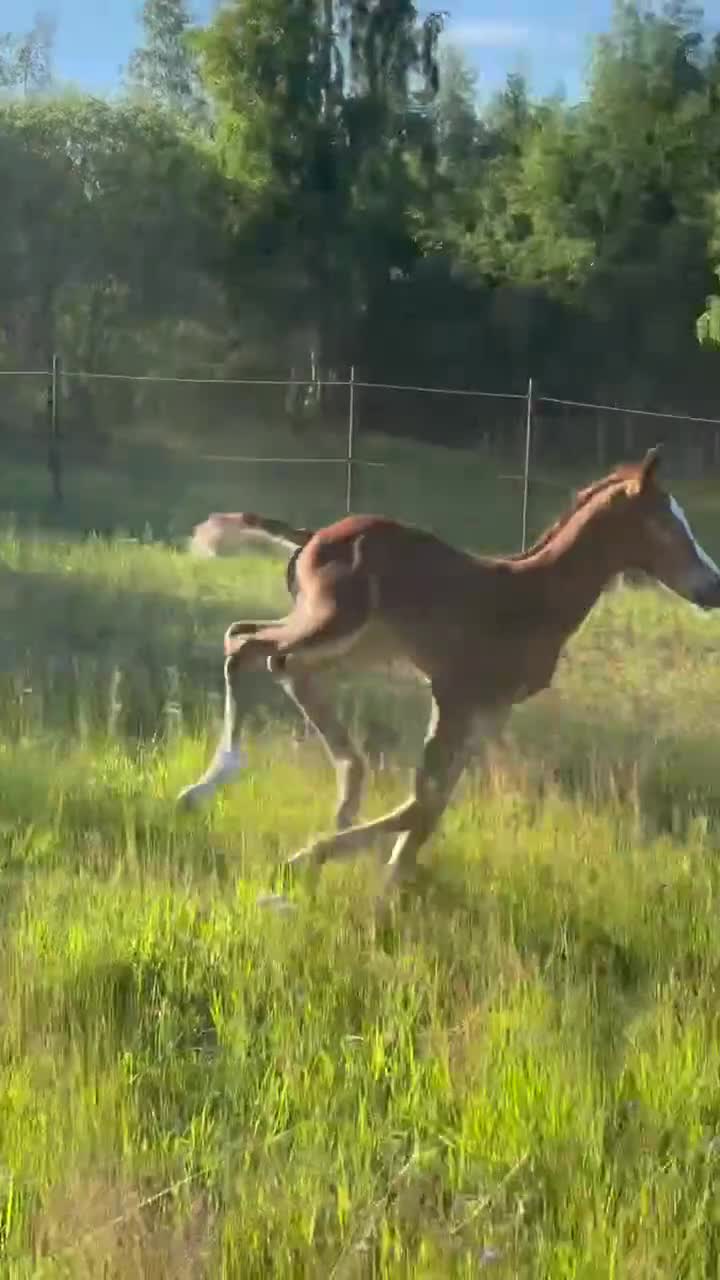 Hoppning hästar till salu: *Unikt tillfälle* Vackert stoföl med toppstam - Video 1