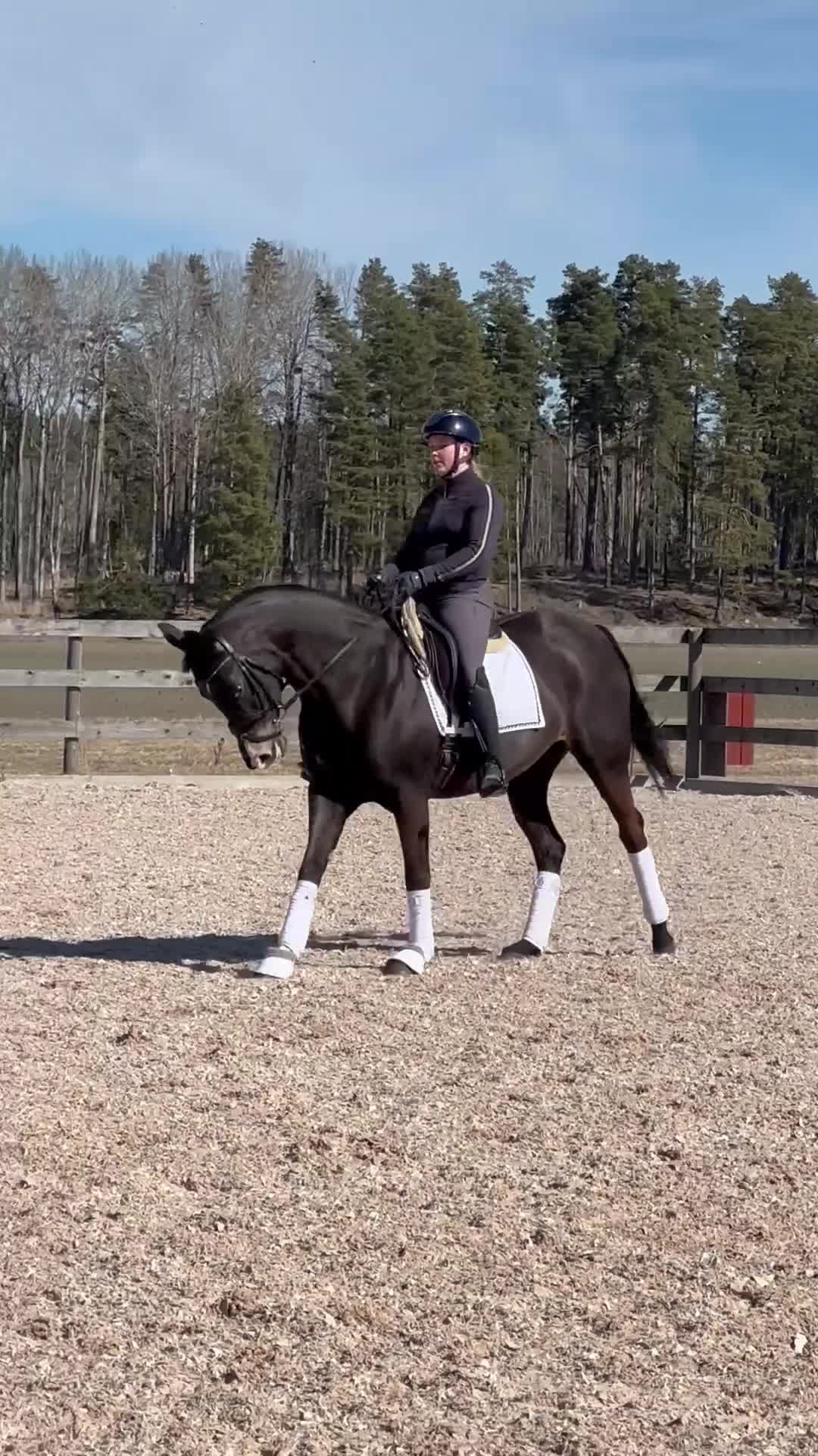 Dressyr hästar till salu: Elegant dressyrsto med det lilla extra  - Video 3