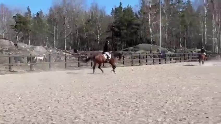  medryttarhäst sökes: Söker medryttarhäst  i Flyinge - Video 1