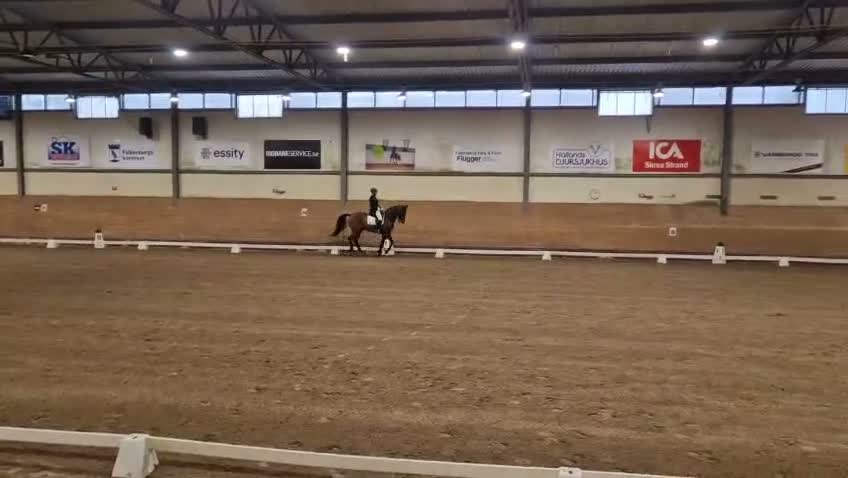 Dressyr hästar till salu: Välmeriterad tävlingshäst och bästa vän - Video 1